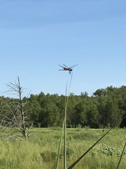 Libellula luctuosa
