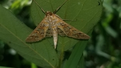 Epipagis fenestralis