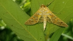 Epipagis fenestralis
