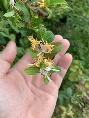 Lonicera