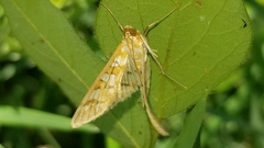 Epipagis fenestralis