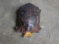 Kinixys erosa