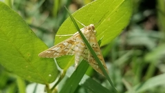 Epipagis fenestralis