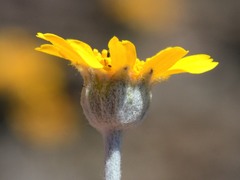 Eriophyllum lanatum achilleoides