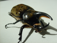 Dynastes hyllus