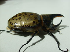 Dynastes hyllus