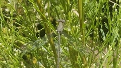 Archilestes