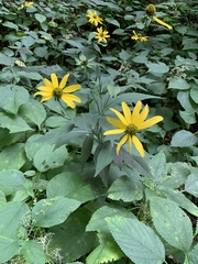 Rudbeckia laciniata