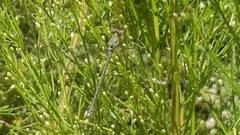 Archilestes