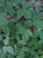 Hylodesmum pauciflorum
