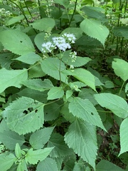 Ageratina altissima