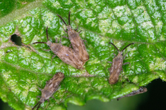 Teleonemia scrupulosa