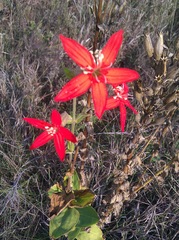 Silene regia