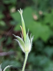 Geranium endressii
