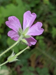 Geranium endressii