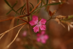 Dianthus deltoides