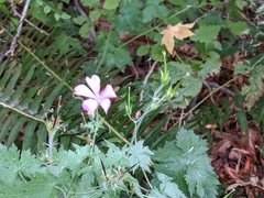 Geranium endressii