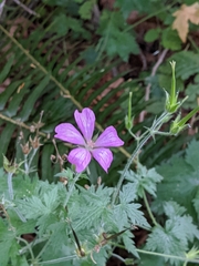 Geranium endressii