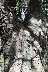 Quercus eduardii