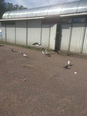 Larus fuscus