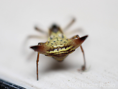 Micrathena annulata