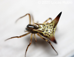 Micrathena annulata
