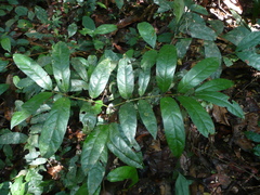Diospyros chevalieri