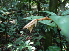 Diospyros chevalieri