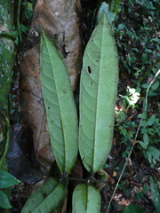 Diospyros chevalieri