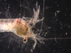 Eualus pusiolus