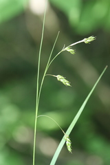 Carex formosa