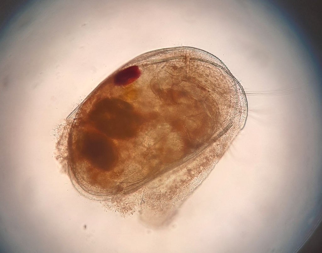 Eucypris virens