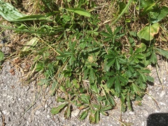 Potentilla heptaphylla