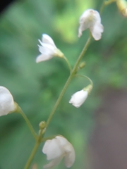 Hylodesmum pauciflorum