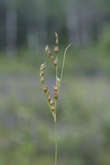Juncus secundus