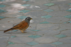 Emberiza sahari