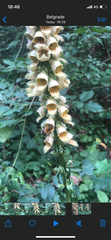 Digitalis ferruginea