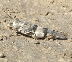 Trimerotropis salina