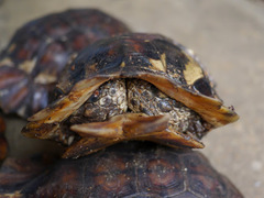 Kinixys erosa