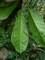 Cola chlamydantha