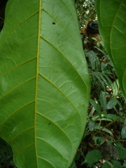 Cola chlamydantha