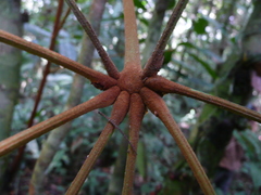 Cola chlamydantha