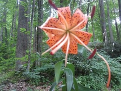 Lilium lancifolium