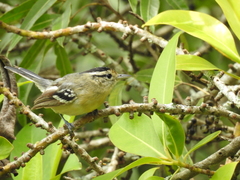 Herpsilochmus atricapillus