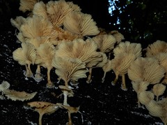Rhizocybe albida