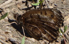Oeneis chryxus chryxus