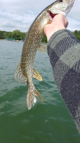 Esox lucius