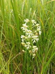 Platanthera leucophaea