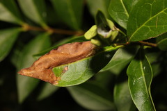 Gracillaria syringella