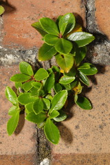 Escallonia rubra